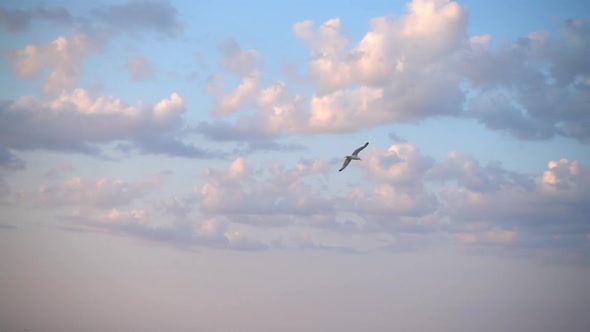 Flight of seagulls over the sea. Slow motion.