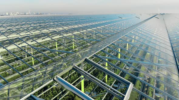 Green Plants Shot Through Transparent Greenery Roof