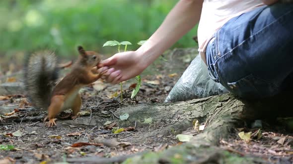 A Cute Little Girl and Her Mom Feed the Red Squirrels in the Park