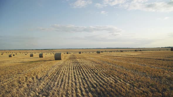 Great Background of Haystacks on a Spacious Wheat Field on a Sunny Summer Day