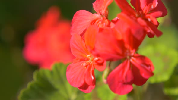 Red geranium garden flower close-up 4K 2160p UHD video - Pelargonium red beautiful flower outdoor 4K