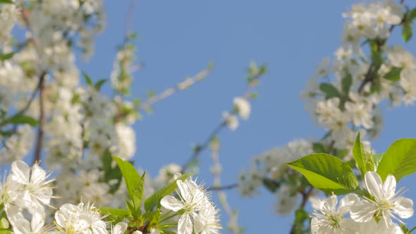 Prunus cerasus blossom branch in front of blue sky 4K 2160p 30fps UltraHD slow tilting video - Cherr