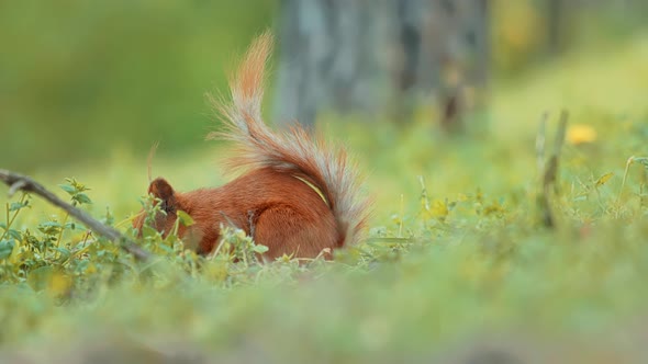 Sciurus Vulgaris Find Food In Wood. European Redhead Squirrel Sniffing Nuts In Woodland Forest.