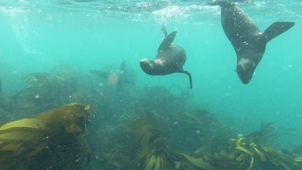 Sea lion pups play underwater in the shallow ocean water full of kelp