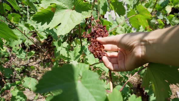 Poor Grapes Harvest Due to Drought