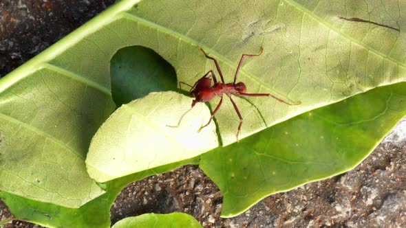 Ant stands on a leaf and cuts it