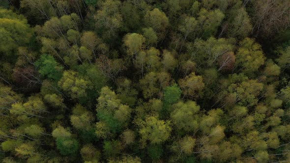 Aerial View of Forest