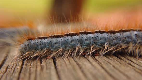 Extreme macro close up and extreme slow motion of a Western Tent Caterpillar moth passing in back of