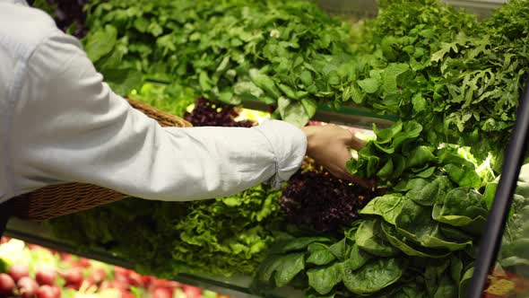 Woman in Apron Refill the Fresh Greens on the Shelf at the Supermarket
