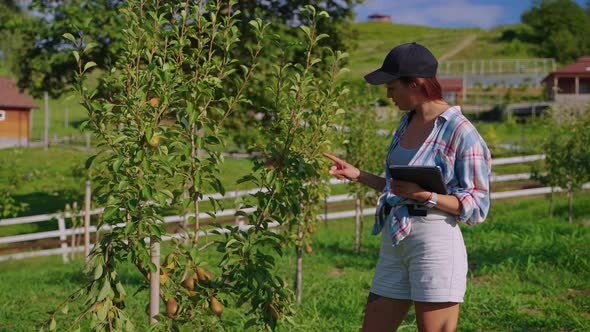 Farmer Woman is Checking Pear Tree in Garden Ecological and Organic Farming