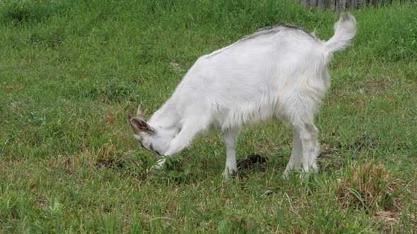 Zaanen Goat. In the Green Grass. Slow Motion.