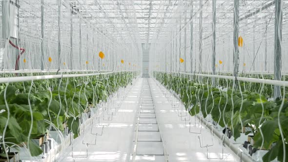 Rows Large Greenhouse Farmland with Cultivate Vegetables Indoors 