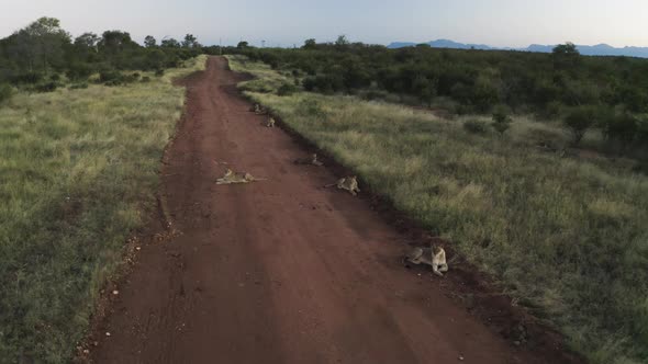 Aerial View of lions resting at sunset, Balule Nature Reserve, South Africa.