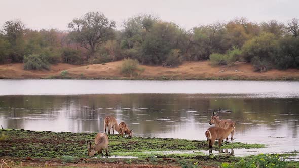 Common waterbuck in Kruger National park, South Africa