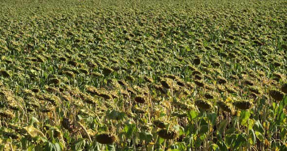 field of sunflowers during dryness, Allier department in Auvergne, France