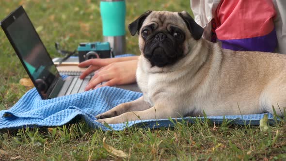 Close Up Girl Laying and Typing on Laptop on a Lawn with Her Pug Around