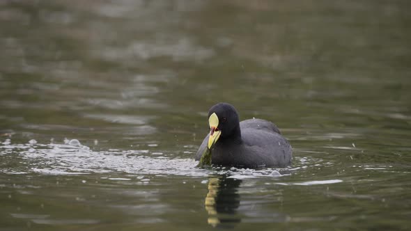 Close up of hunting Red-gartered Coot shaking head in pond - Fulica Armillata