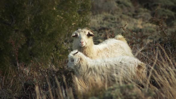 Sheep On Hillside.