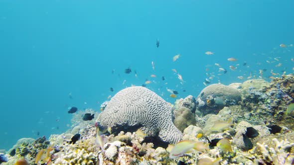 Coral Reef with Fish Underwater. Leyte, Philippines.