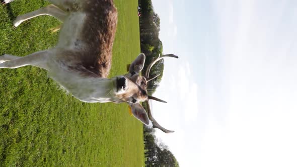 A deer following the camera in the Phoenix Park in Dublin, Ireland