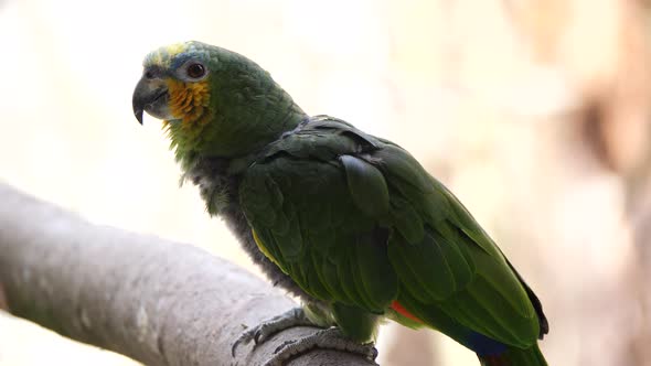 Close up shot of cute green Parrot perched on wooden branch in nature during sunlight