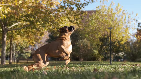 Boxer dog running on the grass in the park while playing catch a toy thrown by its owner