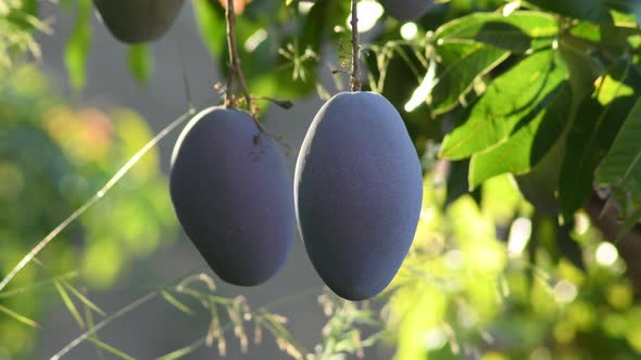 Mangoes Hanging in a Branch of a Mango Tree