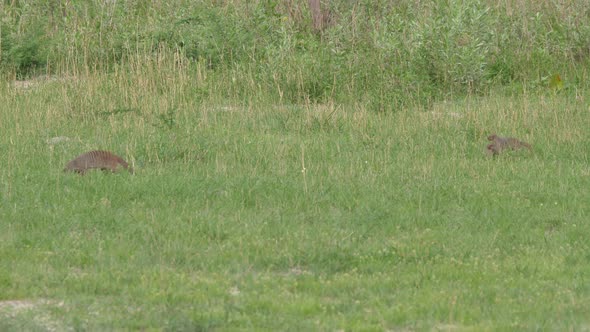 Group of Banded Mongoose in Moremi Game Reserve