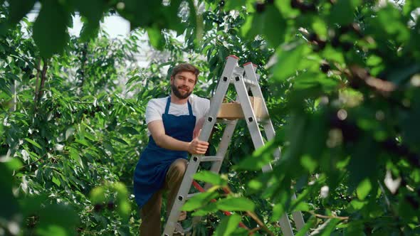 Man Garden Worker Posing on Green Big Berry Plantation Sunny Warm Summer Day