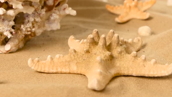 Starfish on a Sand Beach, Coral, Rotation, Closeup