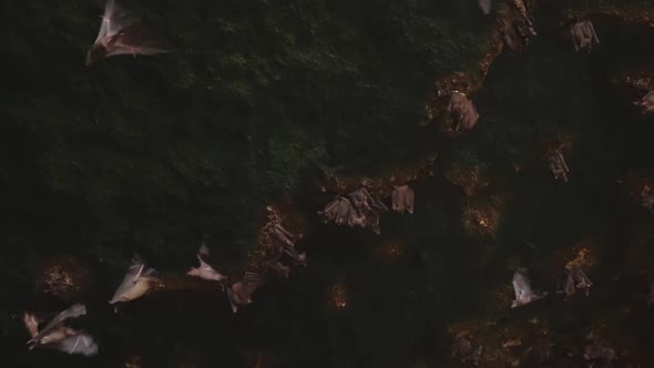 Amazingly Beautiful Shot Inside Dark Stone Cave with Beautiful Green Moss and Bats Hanging on Stone