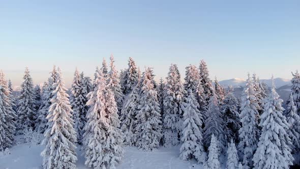 Drone Rising Above Winter Forest Unveiling Mountain Range