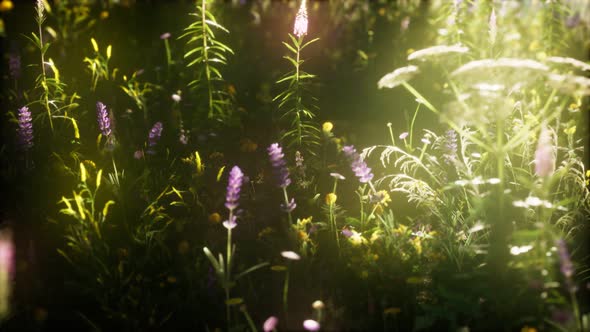 Wild Flowers in the Field