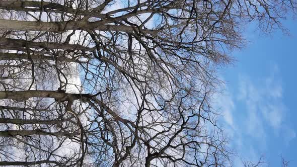 Vertical Video of the Forest with Trees Without Leaves Slow Motion