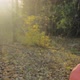 Young Woman Strolls in Forest at Sunset - VideoHive Item for Sale