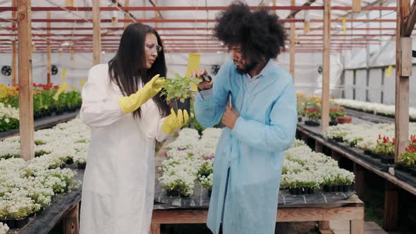 Modern Biologists Working in Greenhouse with Plants