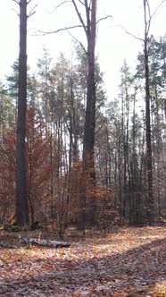 Vertical Video of a Beautiful Forest in the Afternoon Aerial View