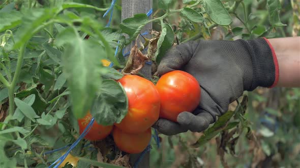 Picking Tomato Slow Motion