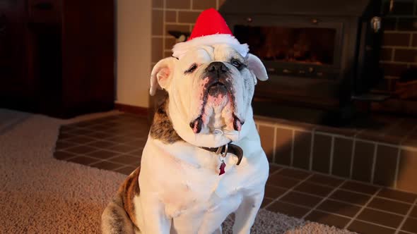 Old English Bulldog ready to celebrate Christmas