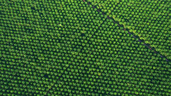 Drones fly over palm oil trees planted on large commercial farms