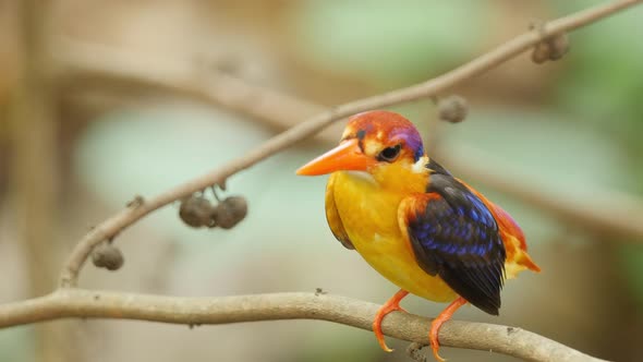 Colourful Oriental Dwarf Kingfisher female sits on a forest perch during monsoon