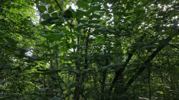 Slow Motion View of Green Forest By Day