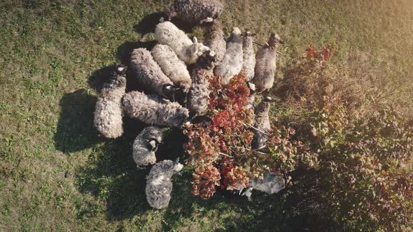 Sheeps at Sun Grass Valley with Leafy Tree Top Down Closeup