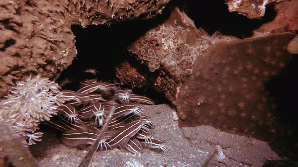 Tropical Underwater Red Sea Catfish