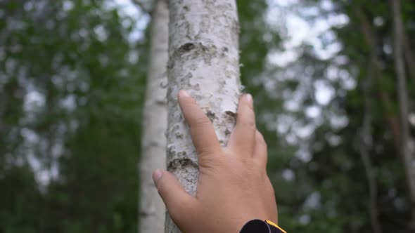 Close up hand of woman touching a trunk of tree in the forest