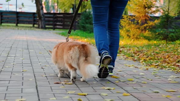 Pembroke Welsh Corgi Dog Running in the Park Crane Video Shot Following From Behind