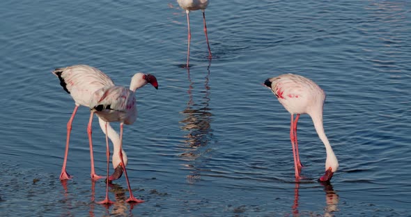Flamingos are walking near the shore and pecking the water to find food, 4k