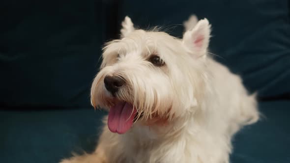 West Highland White Terrier Closeup Small Dog Portrait