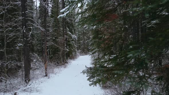 Pine forest road with snow close up