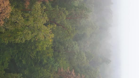 Vertical Video Fog in the Forest Aerial View